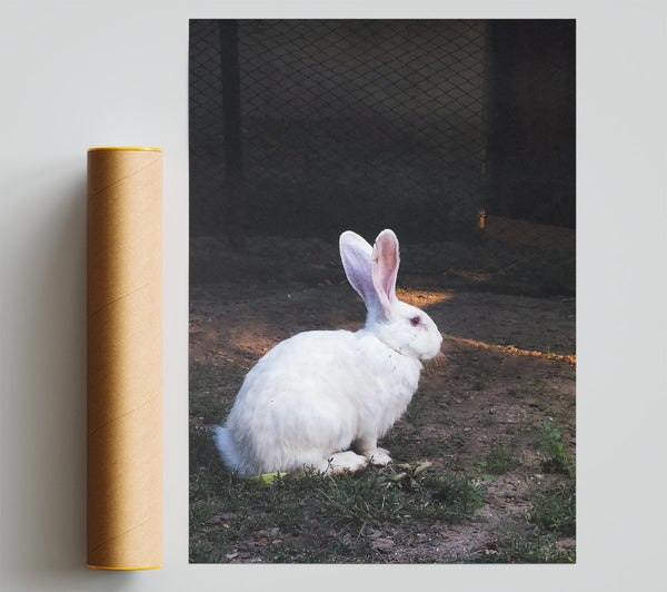 White Rabbit'S Shadow Poster