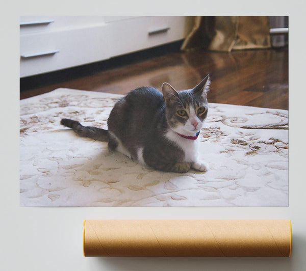 Grey Cat On Rug Print