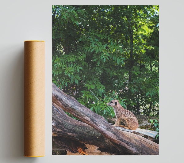 Green Lookout Meerkat Giclee Print