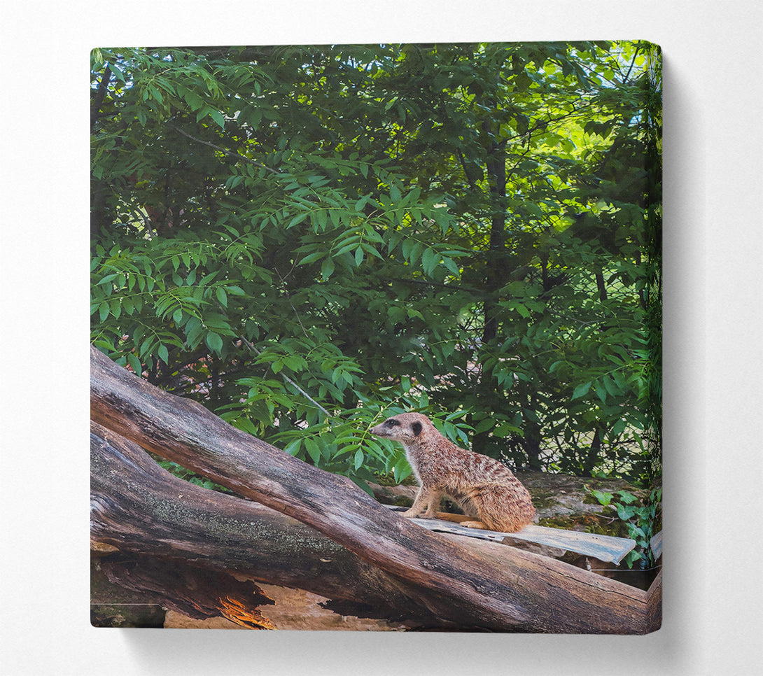  A Canvas Print of Green Lookout Meerkat Canvas Print