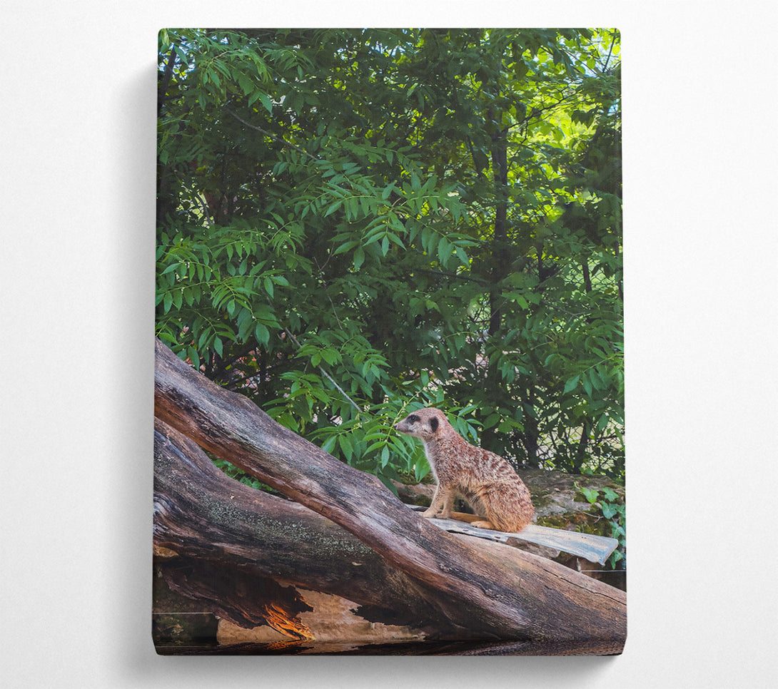  A Canvas Print of Green Lookout Meerkat Canvas Print