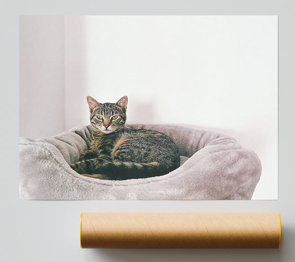 Grey Cat'S Bedtime Poster