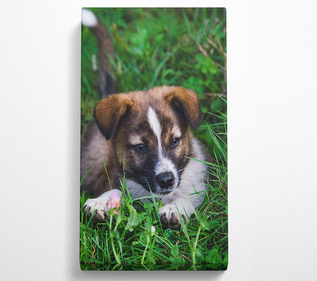  A Canvas Print of Brown Pup In The Grass Canvas Print