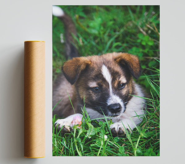 Brown Pup In The Grass Poster