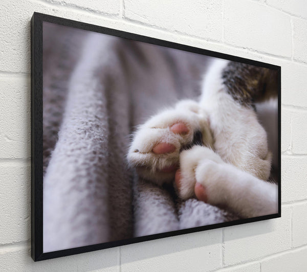 White Paws Resting
