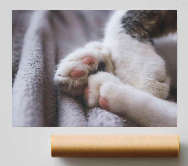 White Paws Resting Giclee Print