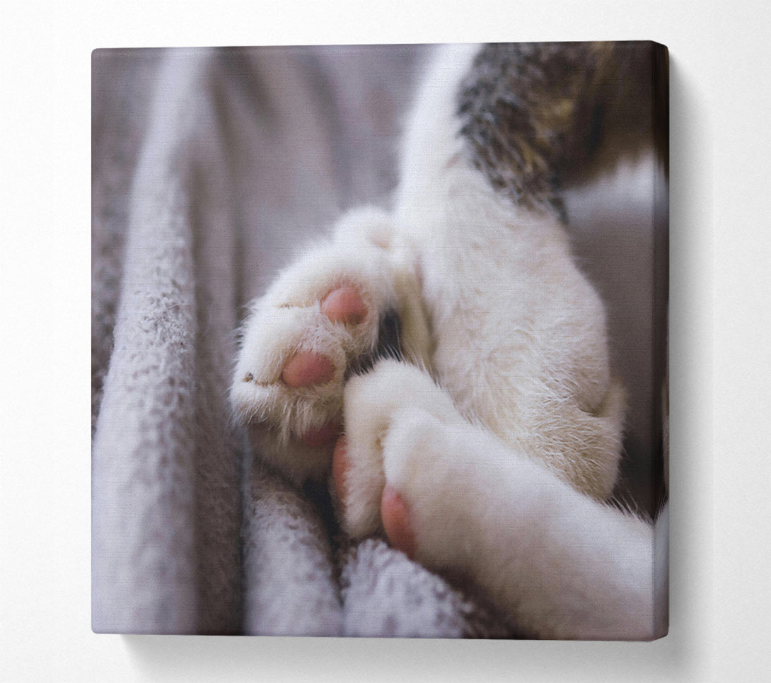  A Canvas Print of White Paws Resting Canvas Wall Art