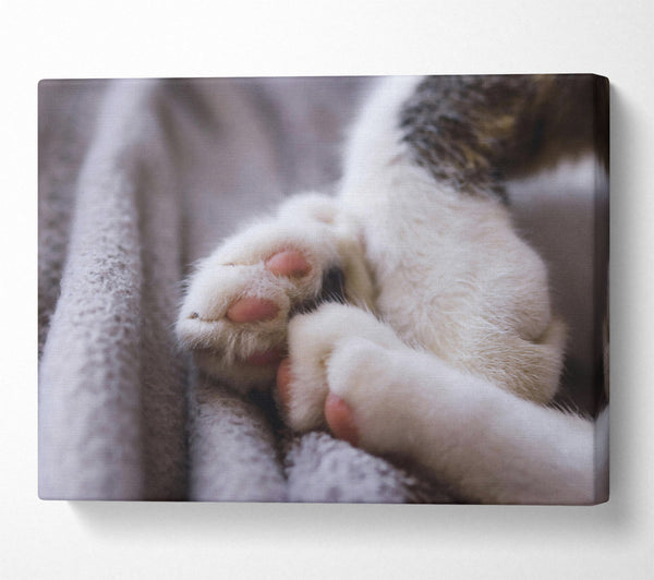  A Canvas Print of White Paws Resting Canvas Wall Art