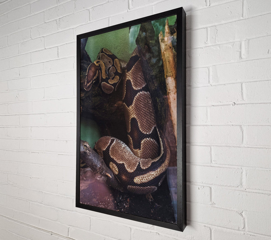  A Canvas Print of Brown Snake Coiling Canvas Print