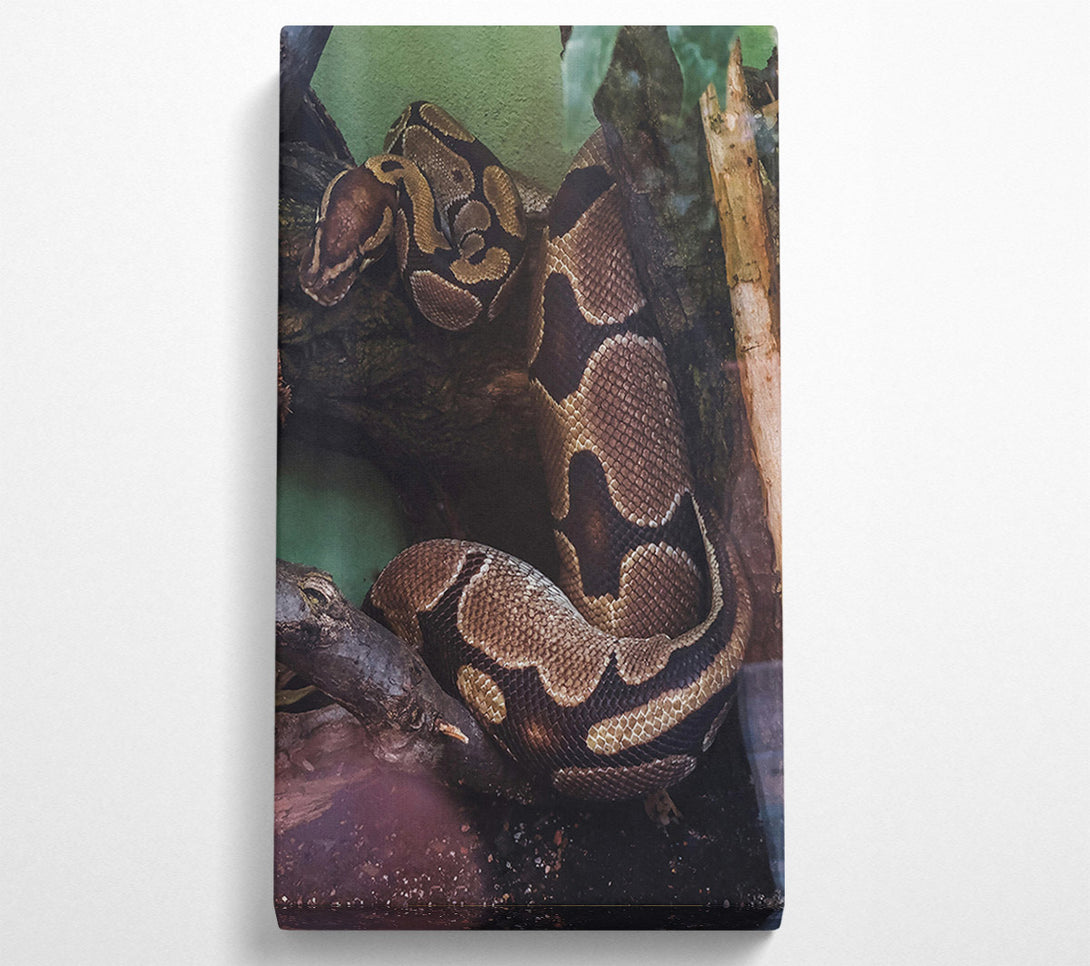  A Canvas Print of Brown Snake Coiling Canvas Print
