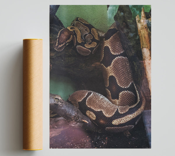 Brown Snake Coiling Giclee Print