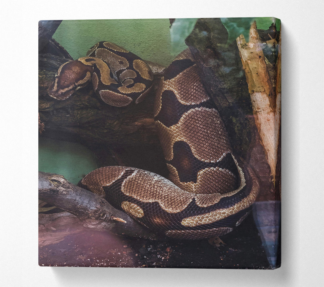  A Canvas Print of Brown Snake Coiling Canvas Print