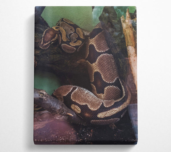  A Canvas Print of Brown Snake Coiling Canvas Print
