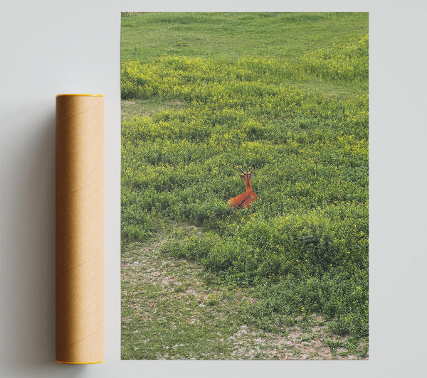 Hidden Brown Deer Giclee Print
