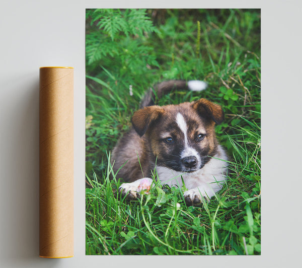 Brown Puppy In Green Grass Print
