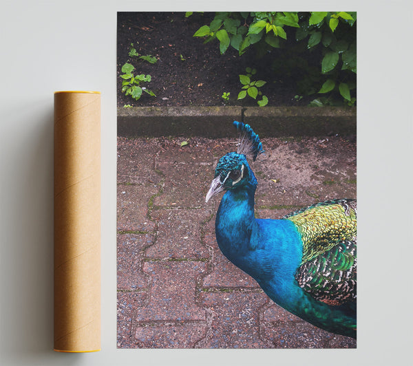 Blue Peacock Stroll Poster
