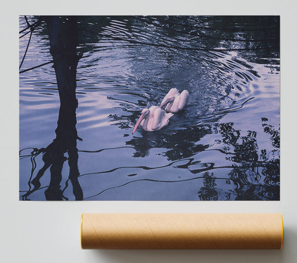 Indigo Water Pelicans Print