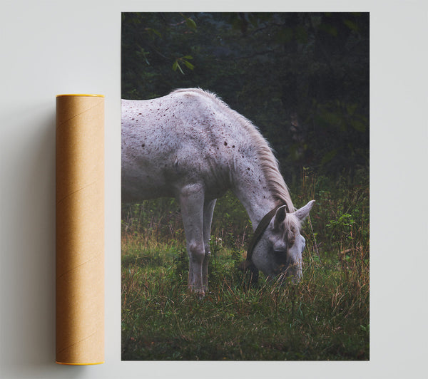 White Horse Grazing Green Poster