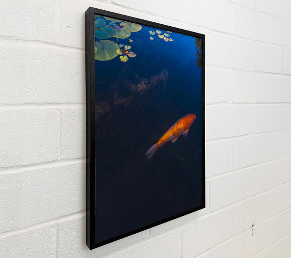 Orange Koi Below Blue Water