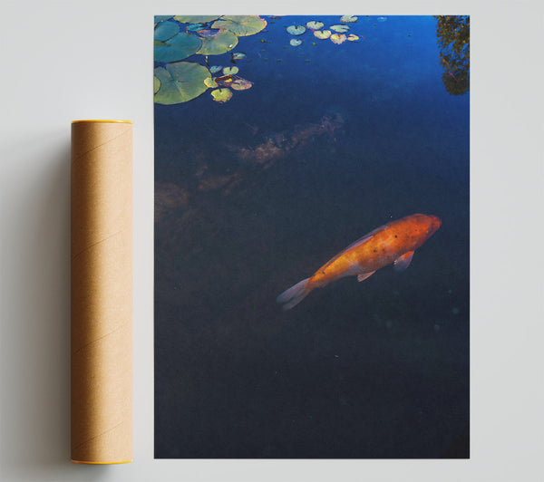Orange Koi Below Blue Water Print