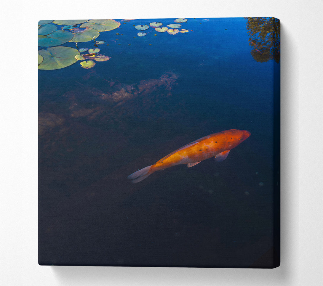  A Canvas Print of Orange Koi Below Blue Water Canvas Art