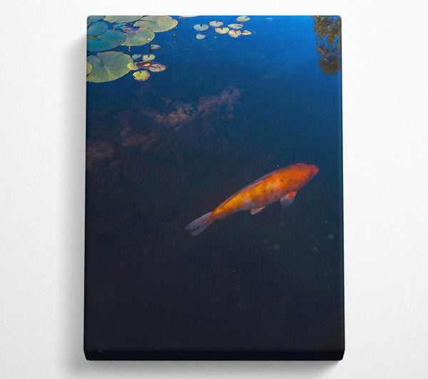  A Canvas Print of Orange Koi Below Blue Water Canvas Art