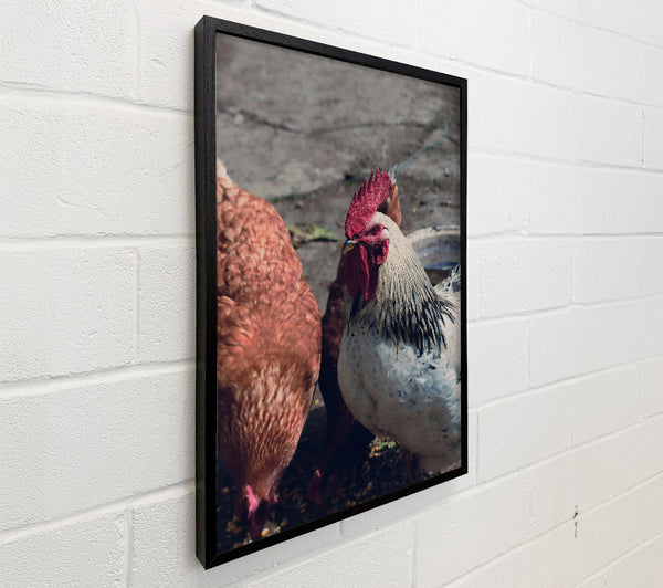The Red Rooster'S Gaze