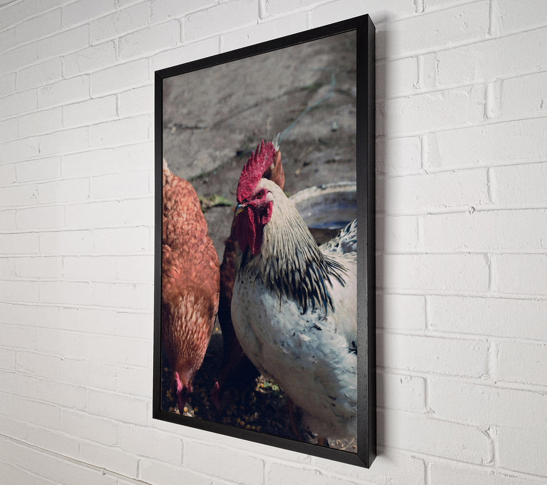  A Canvas Print of The Red Rooster'S Gaze Canvas Art