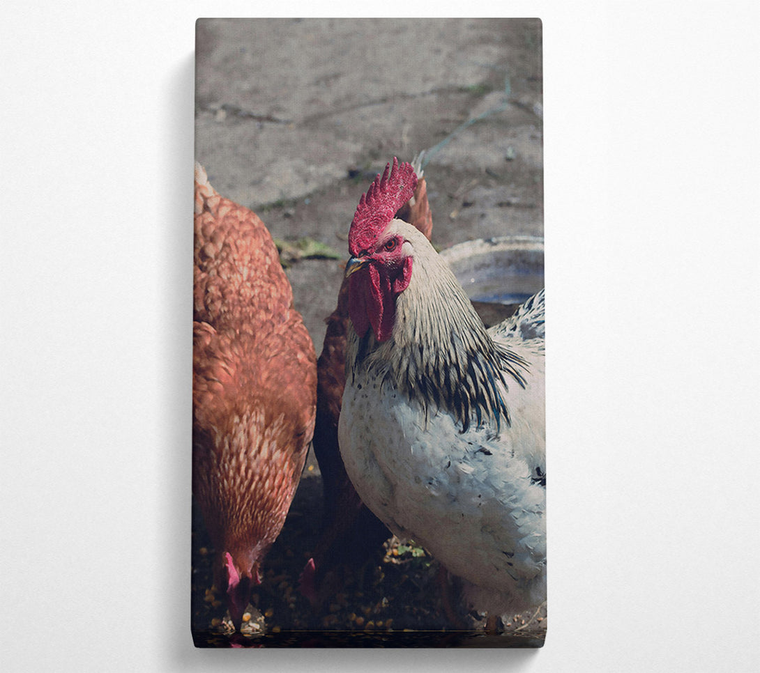  A Canvas Print of The Red Rooster'S Gaze Canvas Art