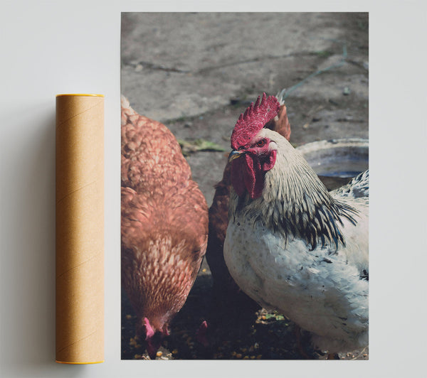 The Red Rooster'S Gaze Giclee Print