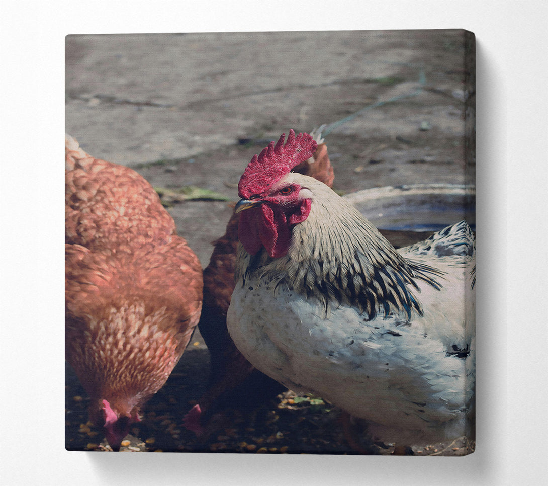  A Canvas Print of The Red Rooster'S Gaze Canvas Art