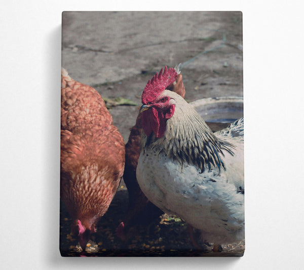  A Canvas Print of The Red Rooster'S Gaze Canvas Art