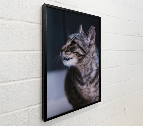 Gray Cat Gaze