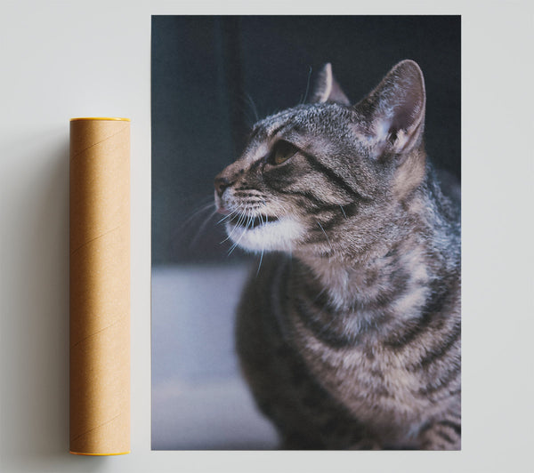 Gray Cat Gaze Print