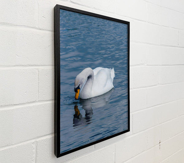 Blue Water Swan Reflection