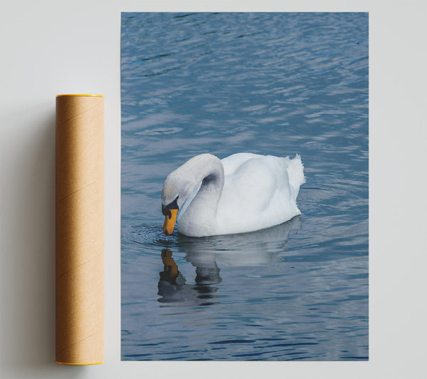 Blue Water Swan Reflection Print