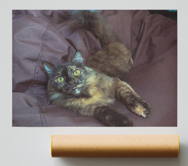 Purple Cat Nap Poster