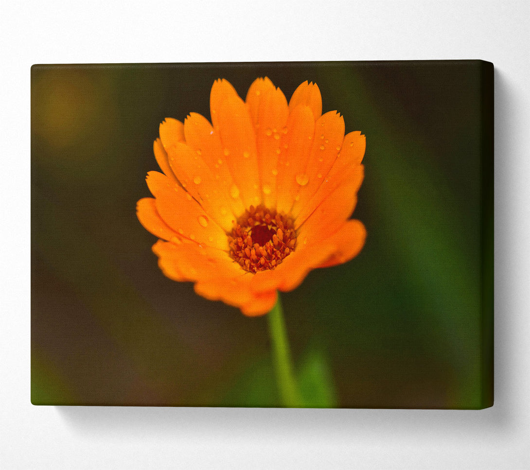  A Canvas Print of Orange Dewdrop Bloom Canvas Print