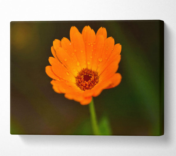  A Canvas Print of Orange Dewdrop Bloom Canvas Print
