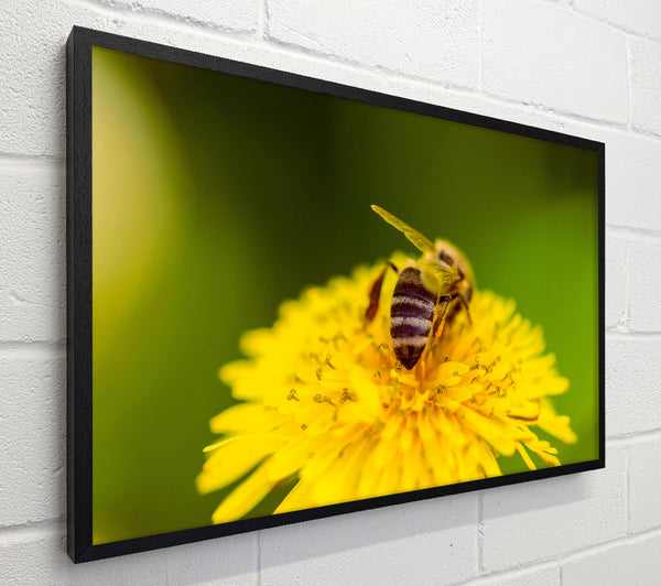 Golden Bee On Yellow Bloom