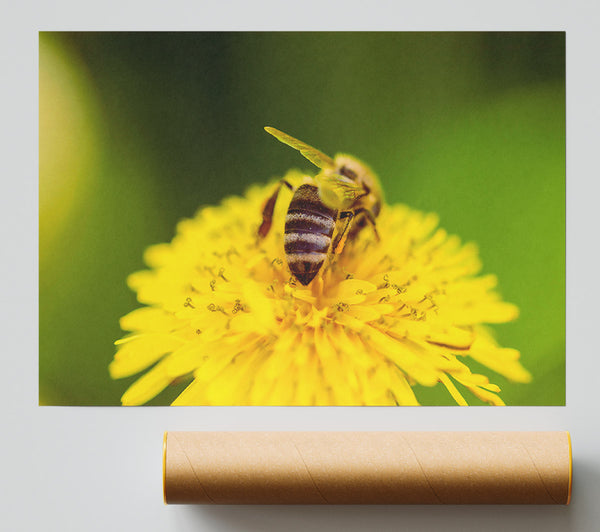 Golden Bee On Yellow Bloom Giclee Print