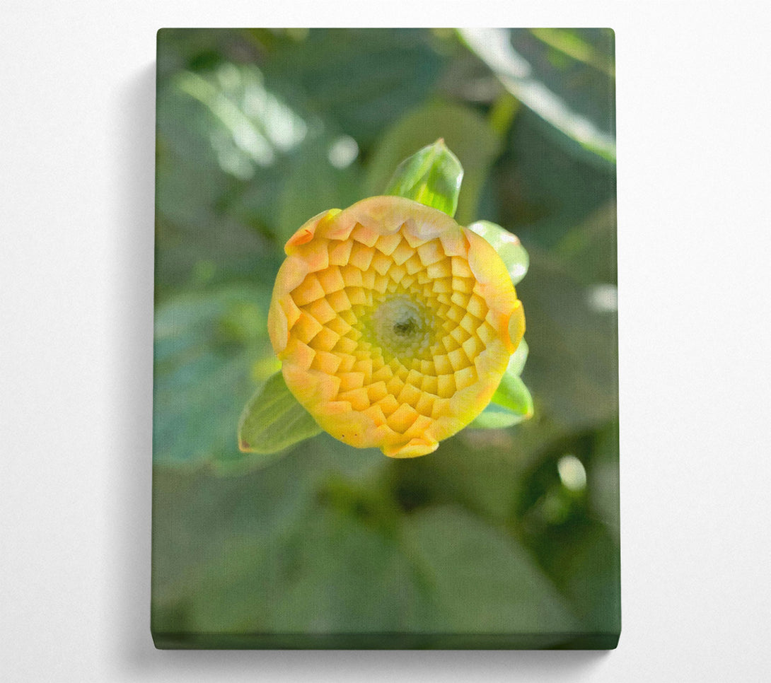 A Canvas Print of Golden Budding Bloom Canvas Art