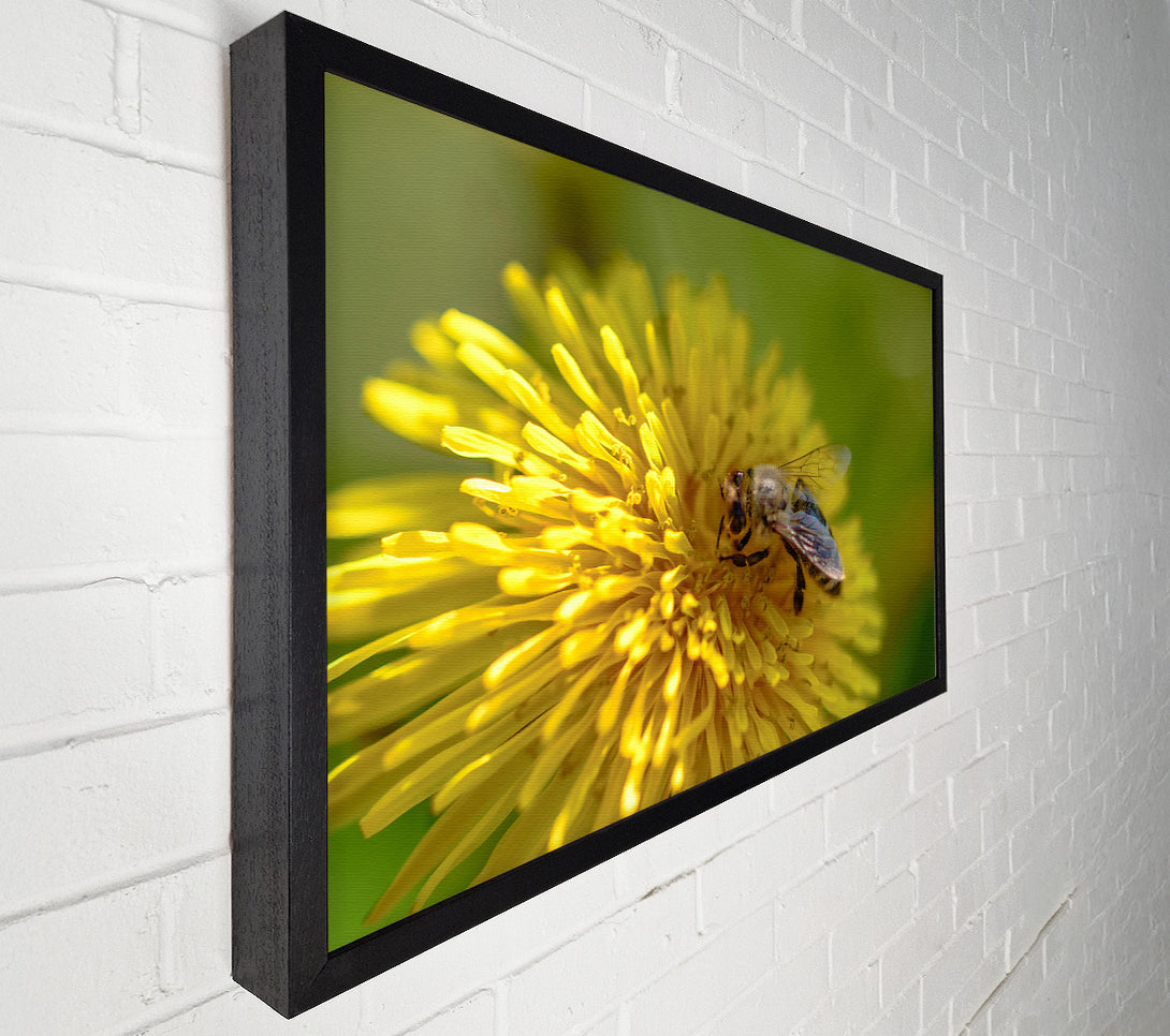  A Canvas Print of Golden Bee Pollen Canvas Art
