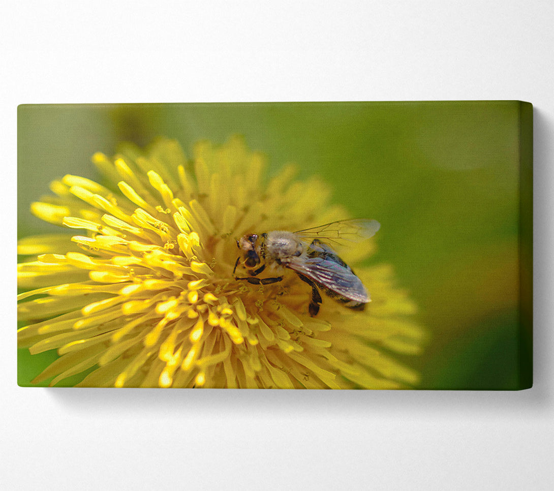  A Canvas Print of Golden Bee Pollen Canvas Art