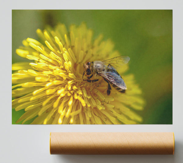 Golden Bee Pollen Poster