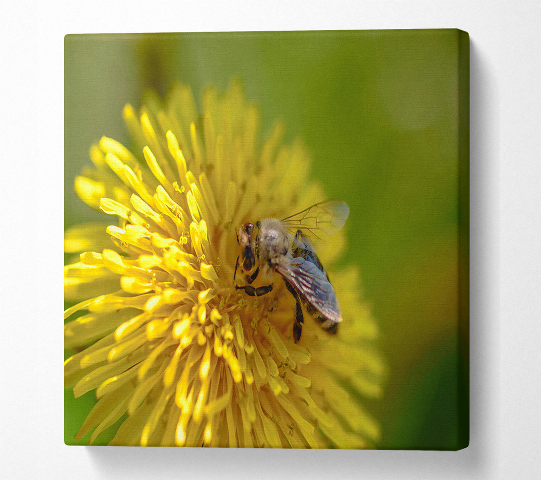  A Canvas Print of Golden Bee Pollen Canvas Art