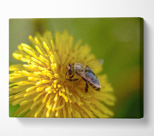  A Canvas Print of Golden Bee Pollen Canvas Art