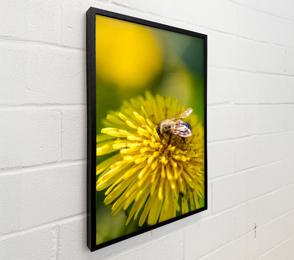 Golden Bee On Yellow Bloom