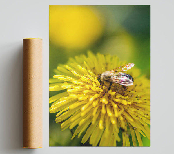 Golden Bee On Yellow Bloom Poster