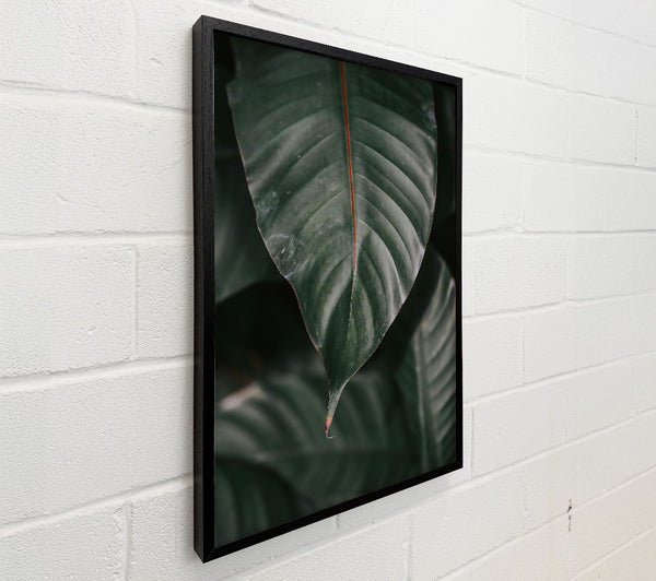 Emerald Green Leaf Vein.